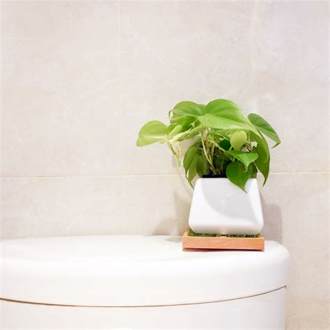 廁所可以放植物嗎